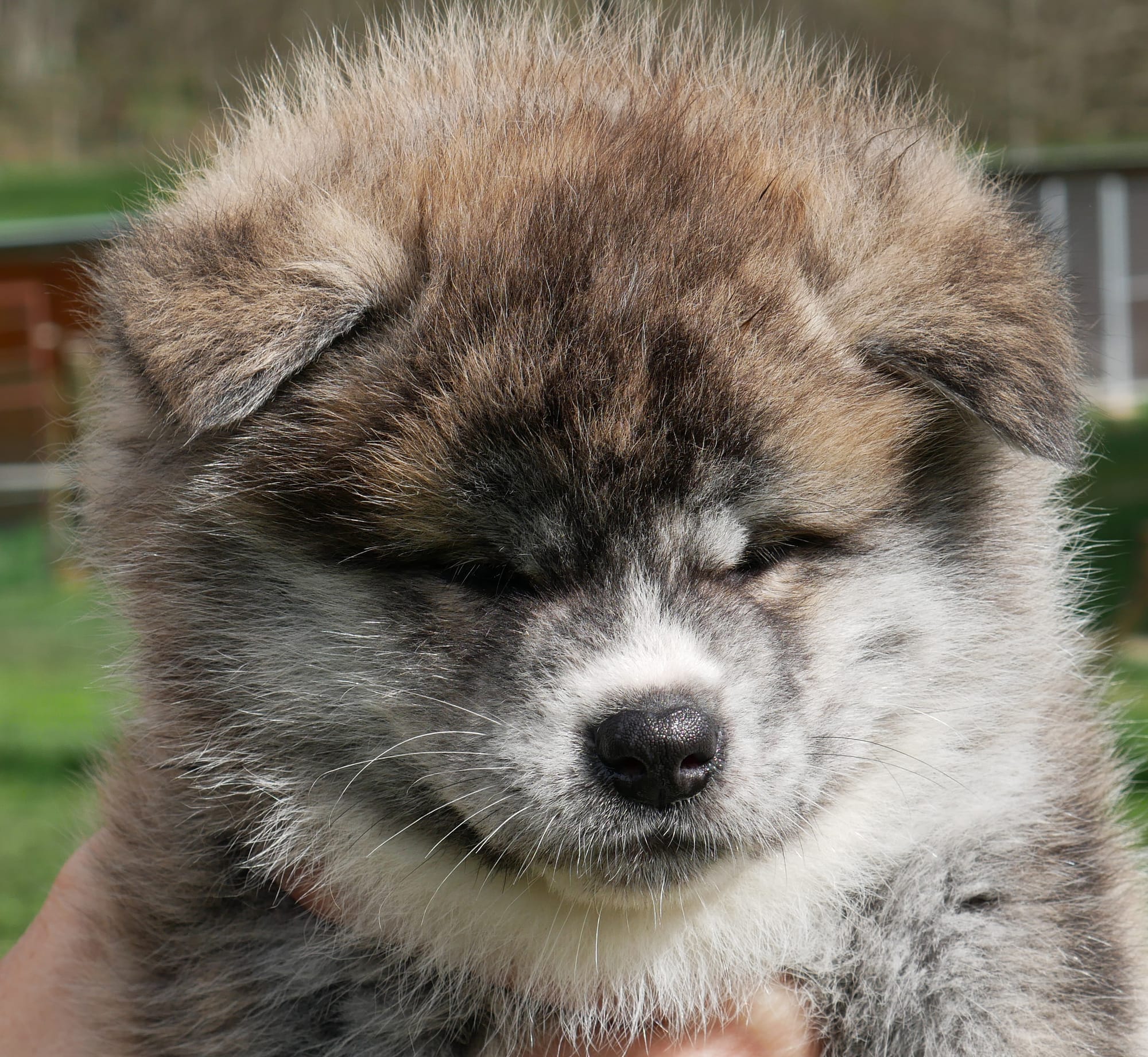 Chiots AkitaInu nés Impérial Sun Les archives