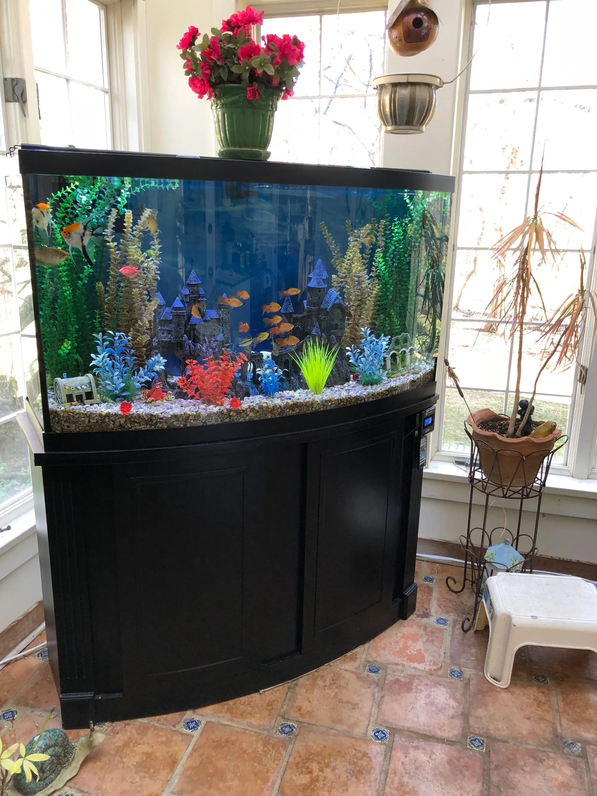 80 Gallon Bowfront Aquarium Clark's Aquarium Service