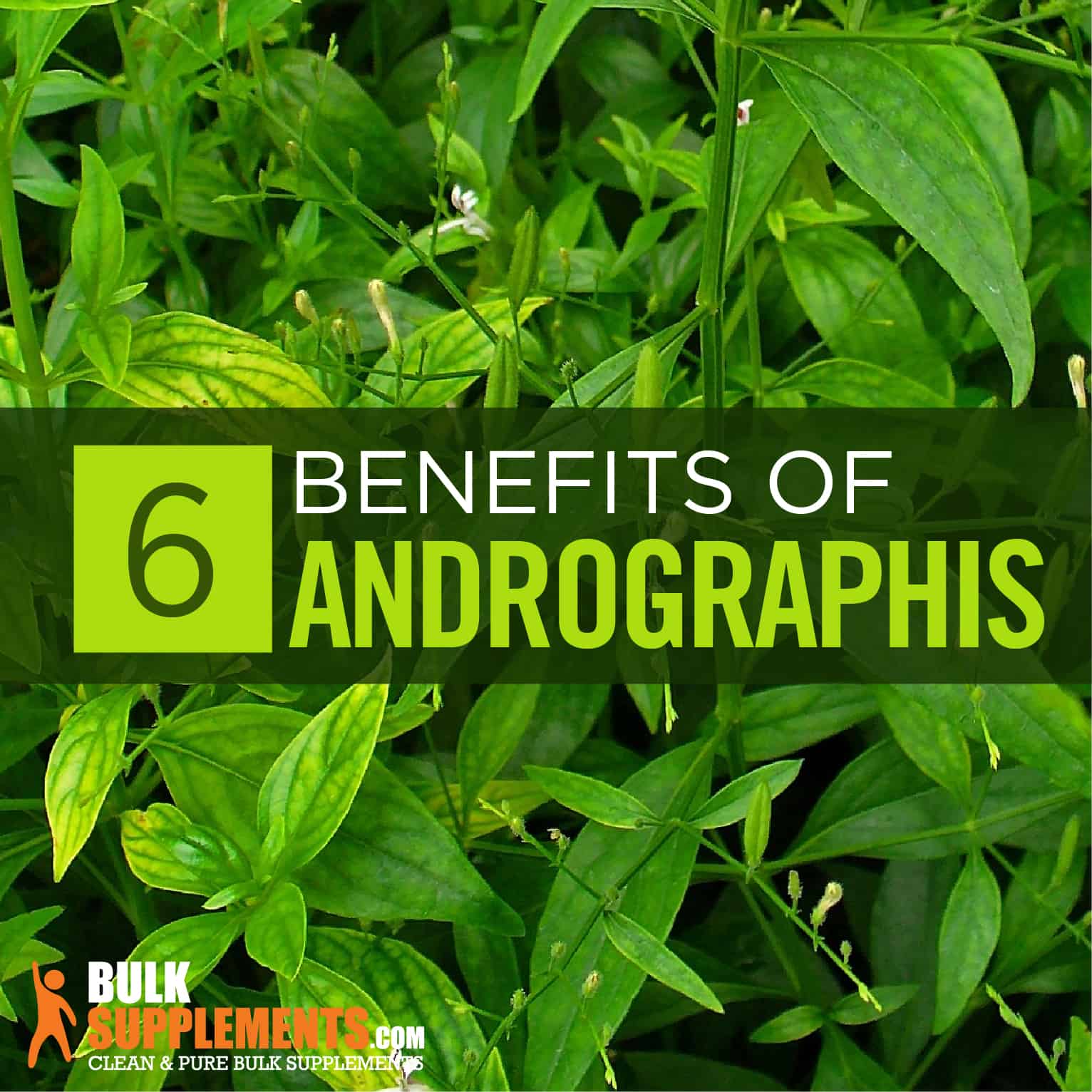 Andrographis Paniculata Benefits, Side Effects and Dosage