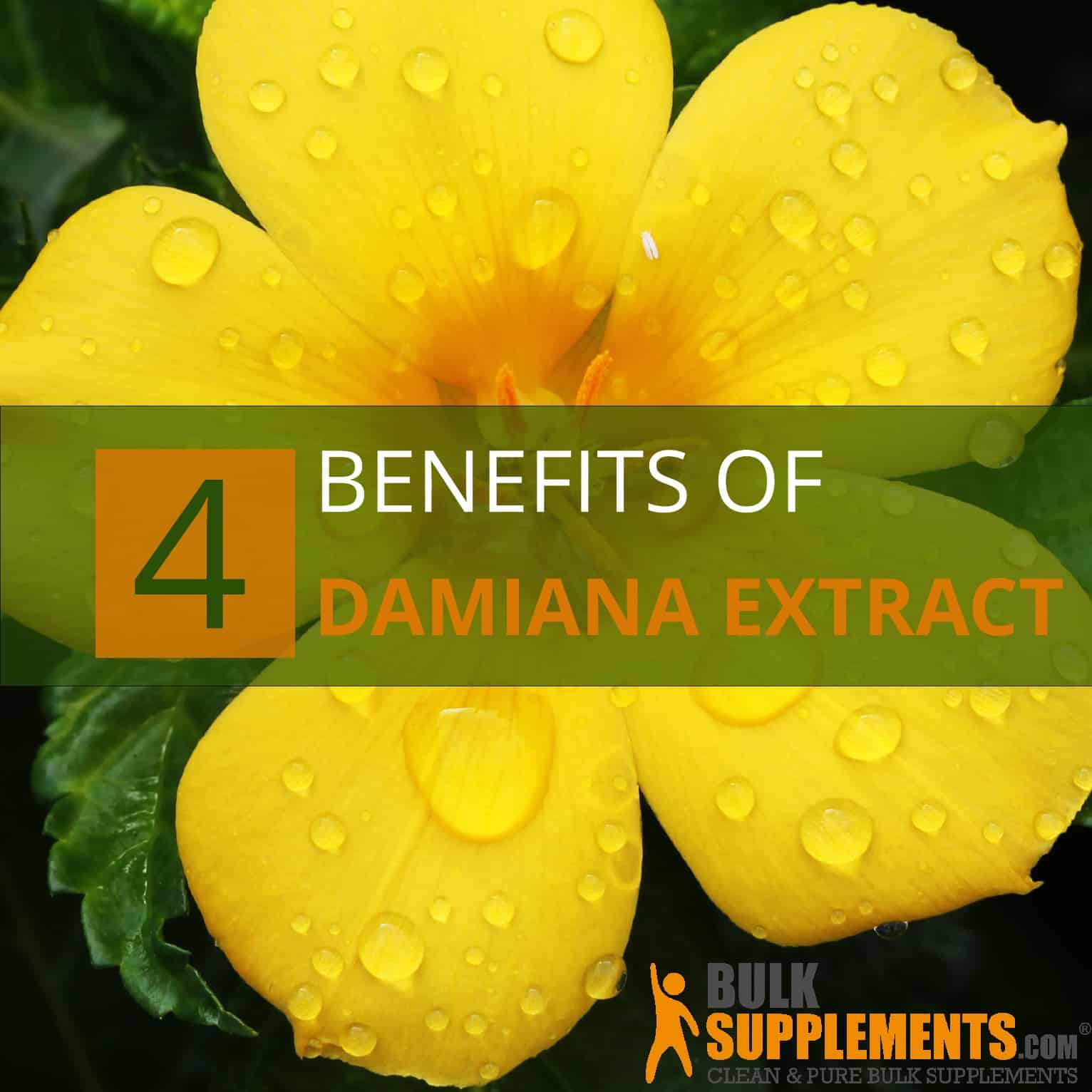 Where To Buy Damiana In South Africa Get More Anythink's