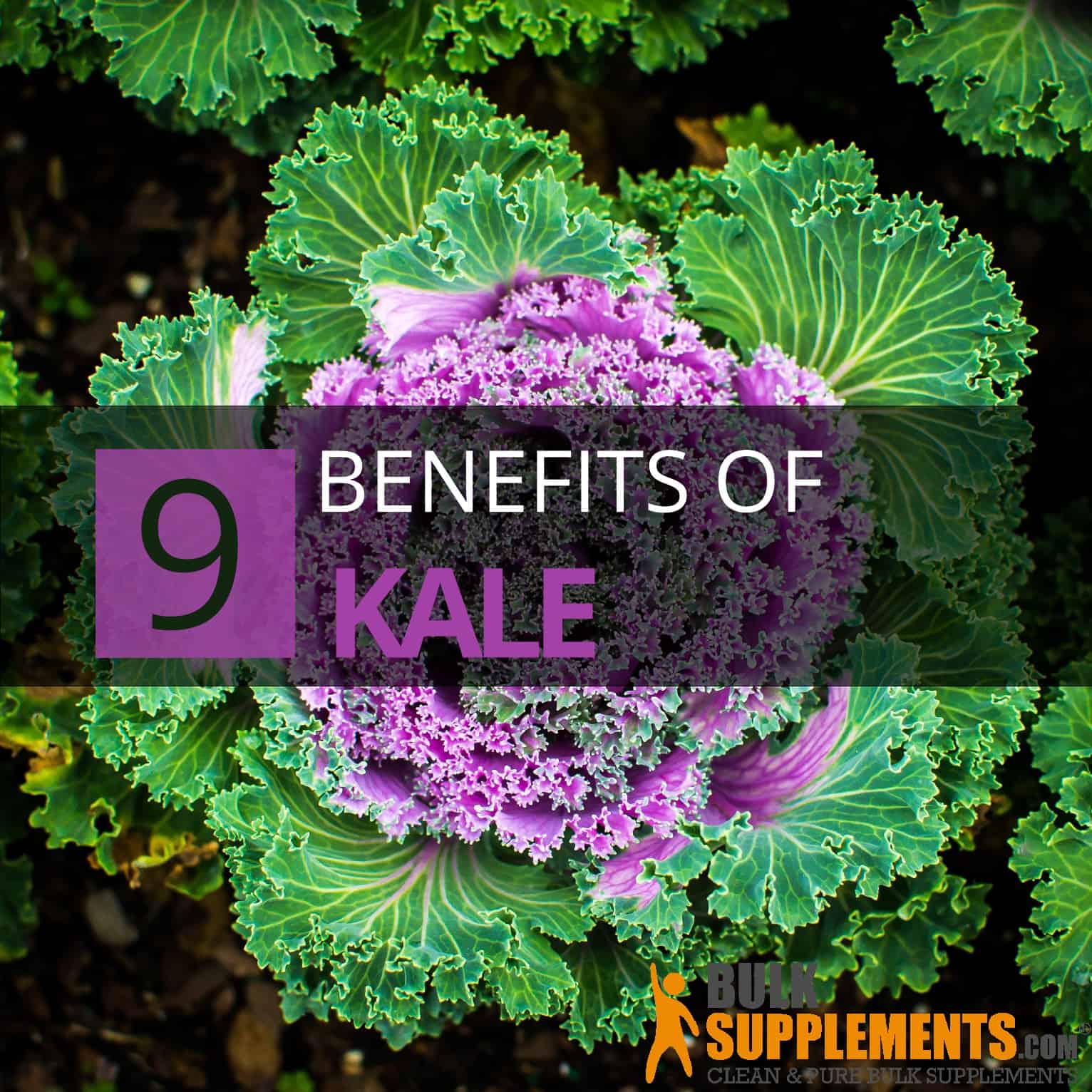 Kale Powder Discover the 9 Amazing Powers of this Super Food