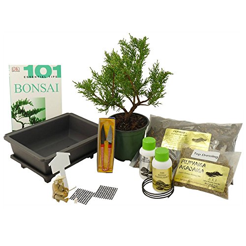 DALLAS BONSAI GARDEN'S PREMIUM BONSAI KIT PRUNED SHIMPAKU JUNIPER