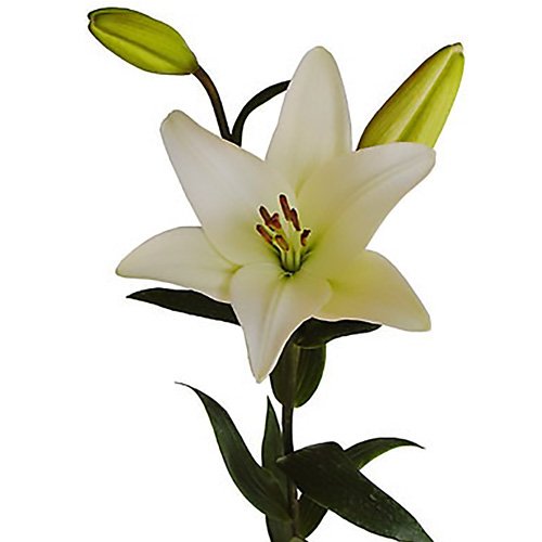 BLOOMS2DOOR WHOLESALE LILIES 50 STEMS OF WHITE LA LILIES (3 + BLOOMS