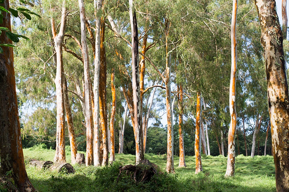 Eucalyptus, l'arbre à la fièvre Tahiti Heritage