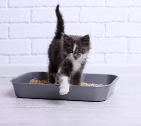 How to Make a Cat Poop When Constipated PetGuide