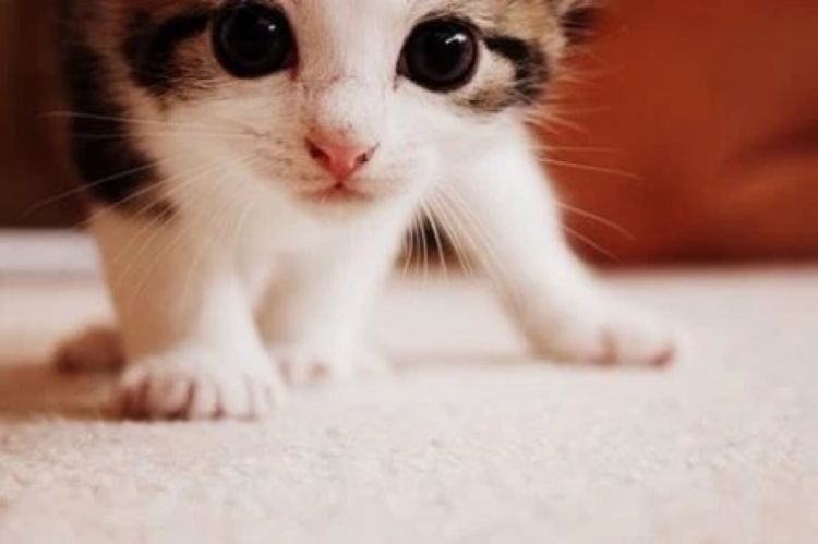 6 Alasan Mengapa Kucing Adalah Hewan Peliharaan yang Bisa Selalu Membuatmu  Bahagia