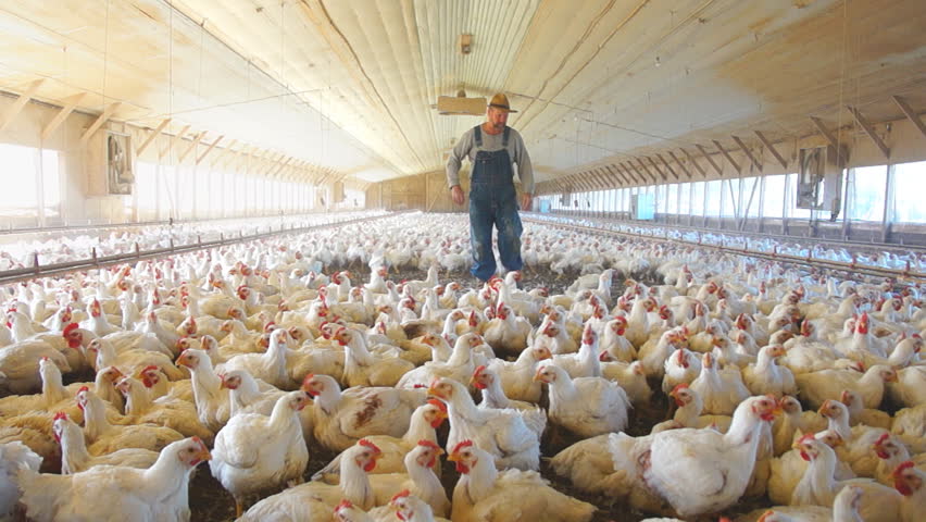 Di Balik Gemuk dan Murahnya Harga Ayam Broiler di Pasaran