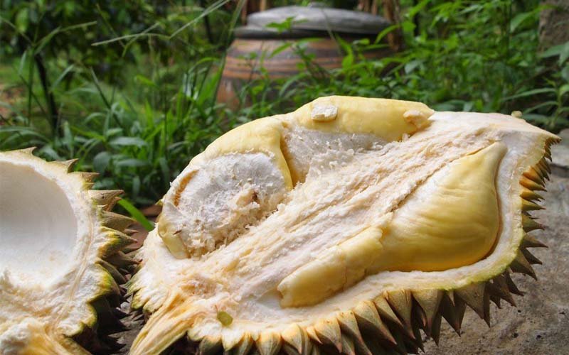 Jangan Takut Mabuk Durian, Inilah 5 Tips Atasi Jika Kamu Pusing Setelah