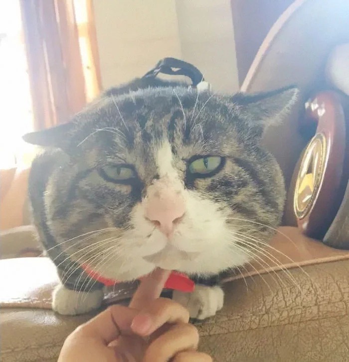 "Ah Fei", Seekor Kucing Asal Cina dengan Ekspresi Paling