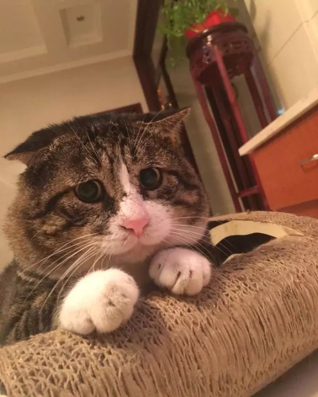 "Ah Fei", Seekor Kucing Asal Cina dengan Ekspresi Paling