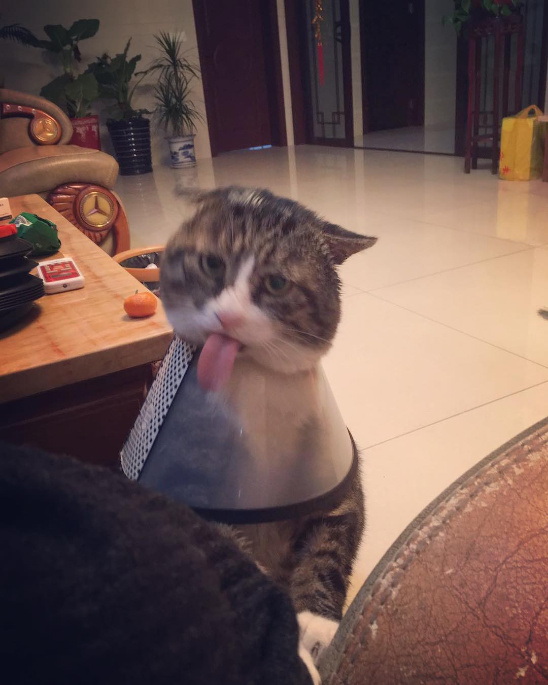 "Ah Fei", Seekor Kucing Asal Cina dengan Ekspresi Paling