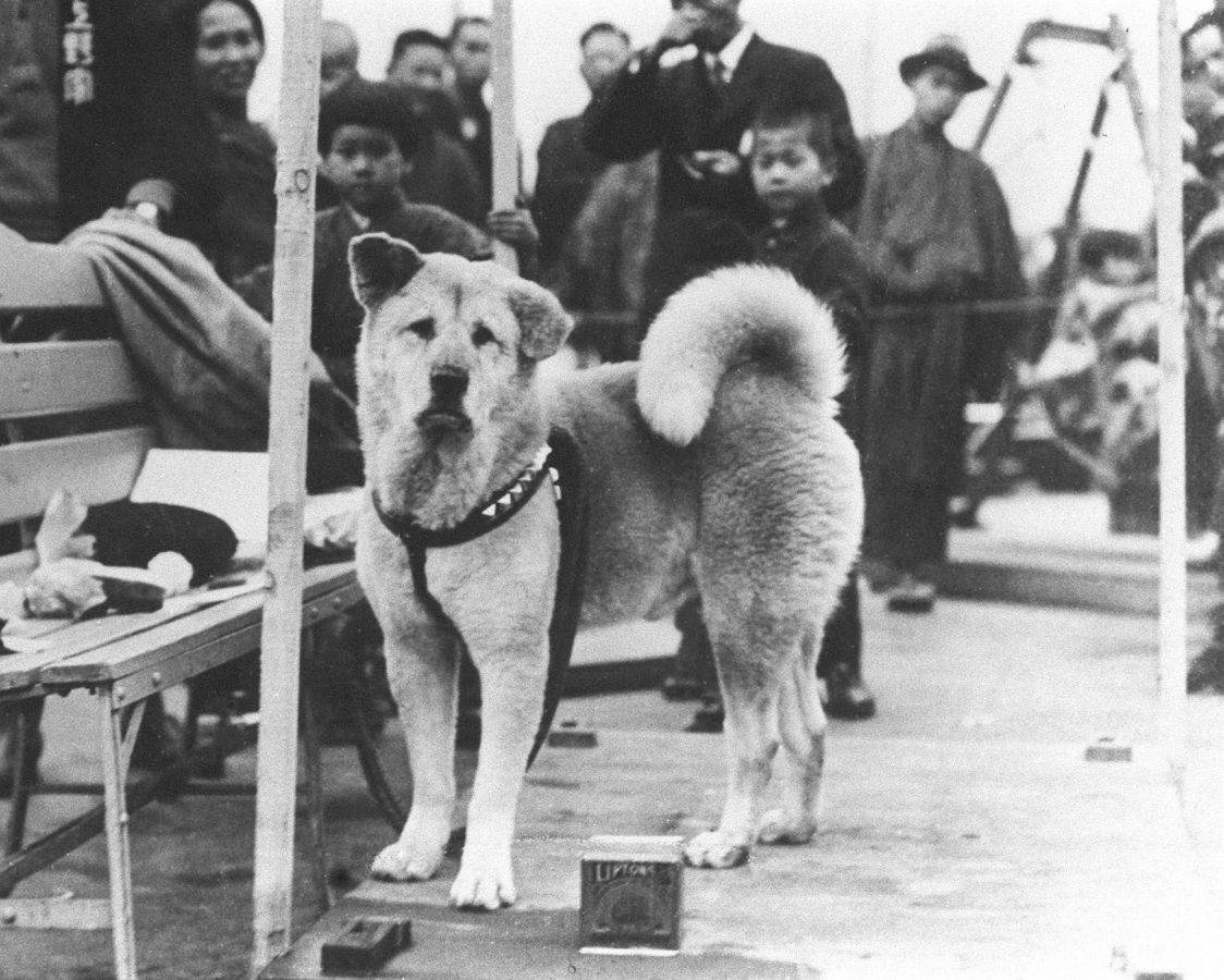 Kisah Kesetiaan Hachiko yang Legendaris sampai Viral pada Masanya