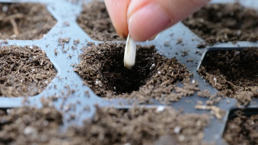 Cara Menanam Bunga Matahari dengan Bibit Kuaci. Pakai Media Tanam Kapas