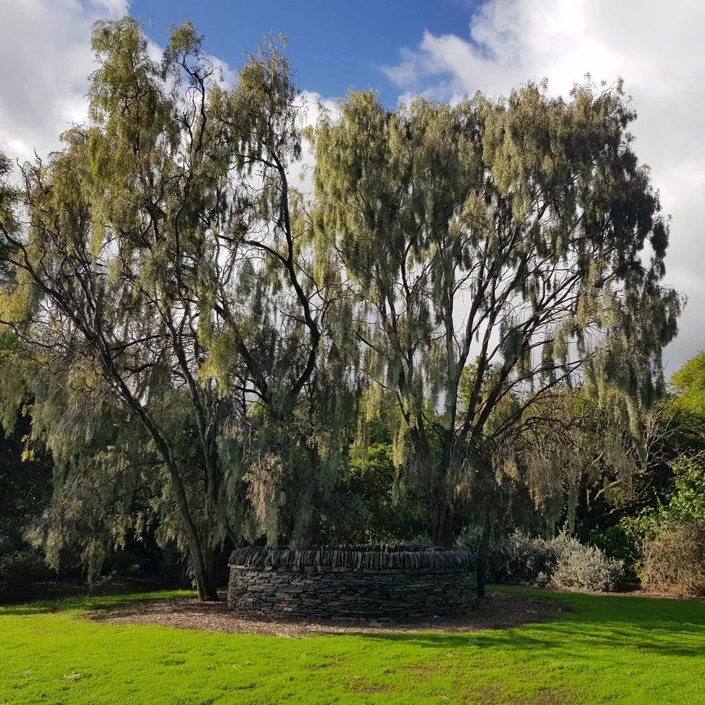 Trees for hot, dry climates LaptrinhX