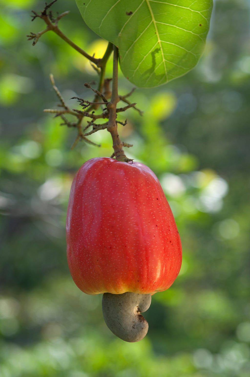 This Is How Cashews Grow, And It’ll Blow Your Damn Mind
