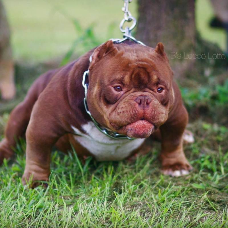 THE EXOTIC BULLY BULLY KING Magazine Medium