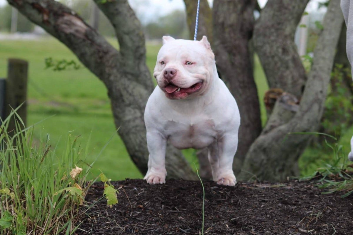 TOP POCKET AMERICAN BULLY BREEDERS BULLY KING Magazine Medium