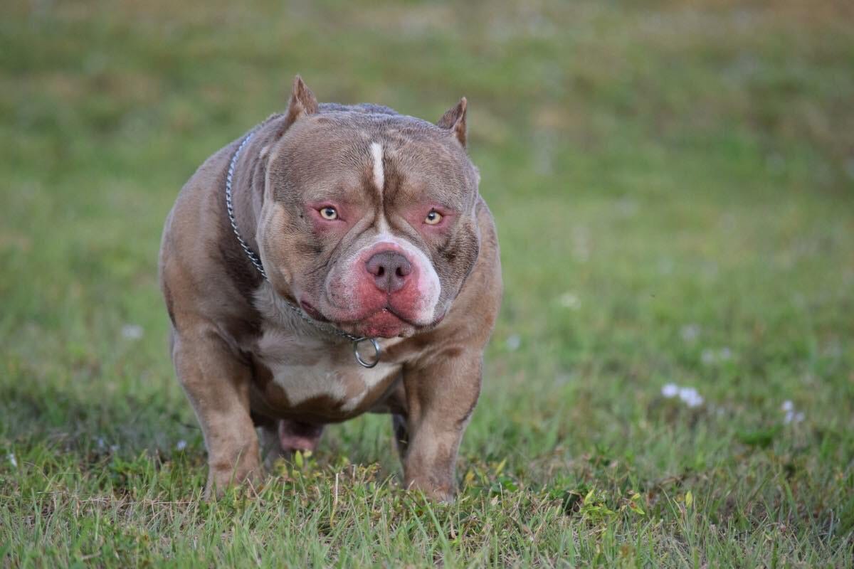 Top Producing Pocket American Bully Micro Bully Stud VENOMLINE