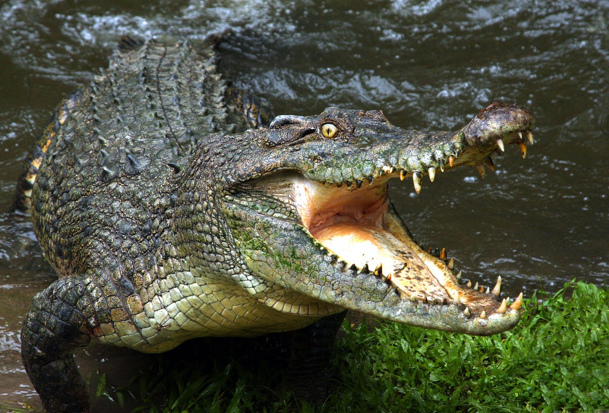 The enormous crocodile — owner of nature’s most complex heart