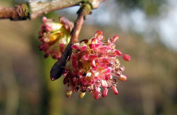 Elm — Bach Flower Essence for Temporary Loss of Confidence