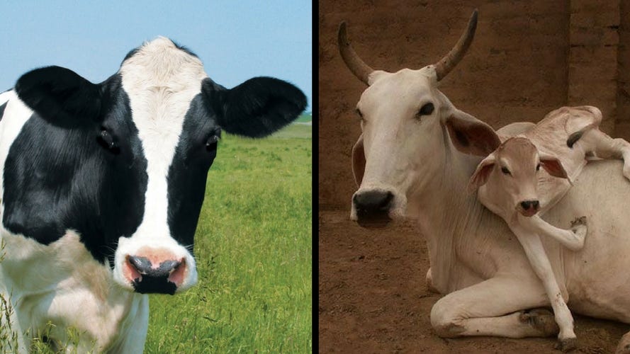 Jersey Cow or Desi Cow? Which Milk is better for your health?
