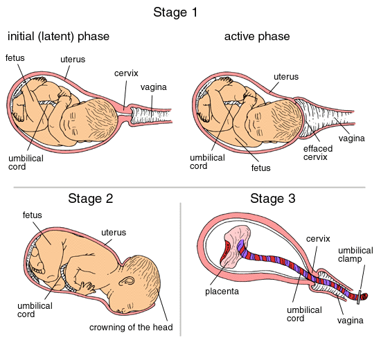Stages of Labor and Birth AR Medium