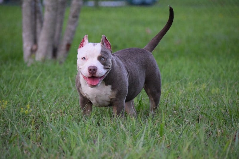 BEST CHAMPAGNE, LILAC & BLUE TRI COLORED AMERICAN BULLY PUPPIES
