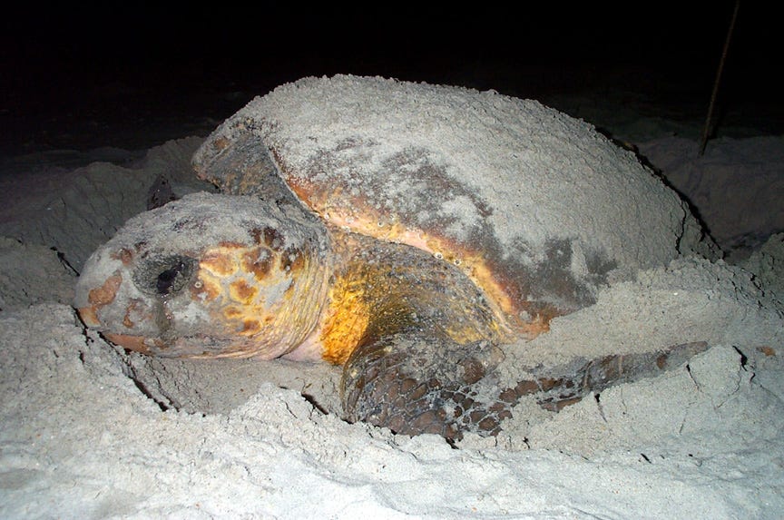 The Remarkable Journey of a Loggerhead Sea Turtle U.S