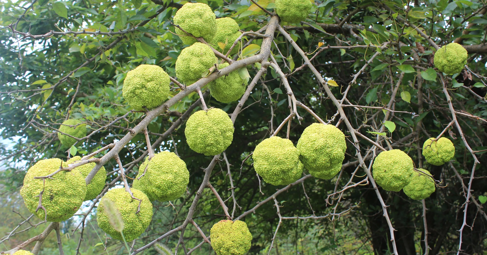 A Tribute to BowWood and Hedge Apples Tricia Haas Medium