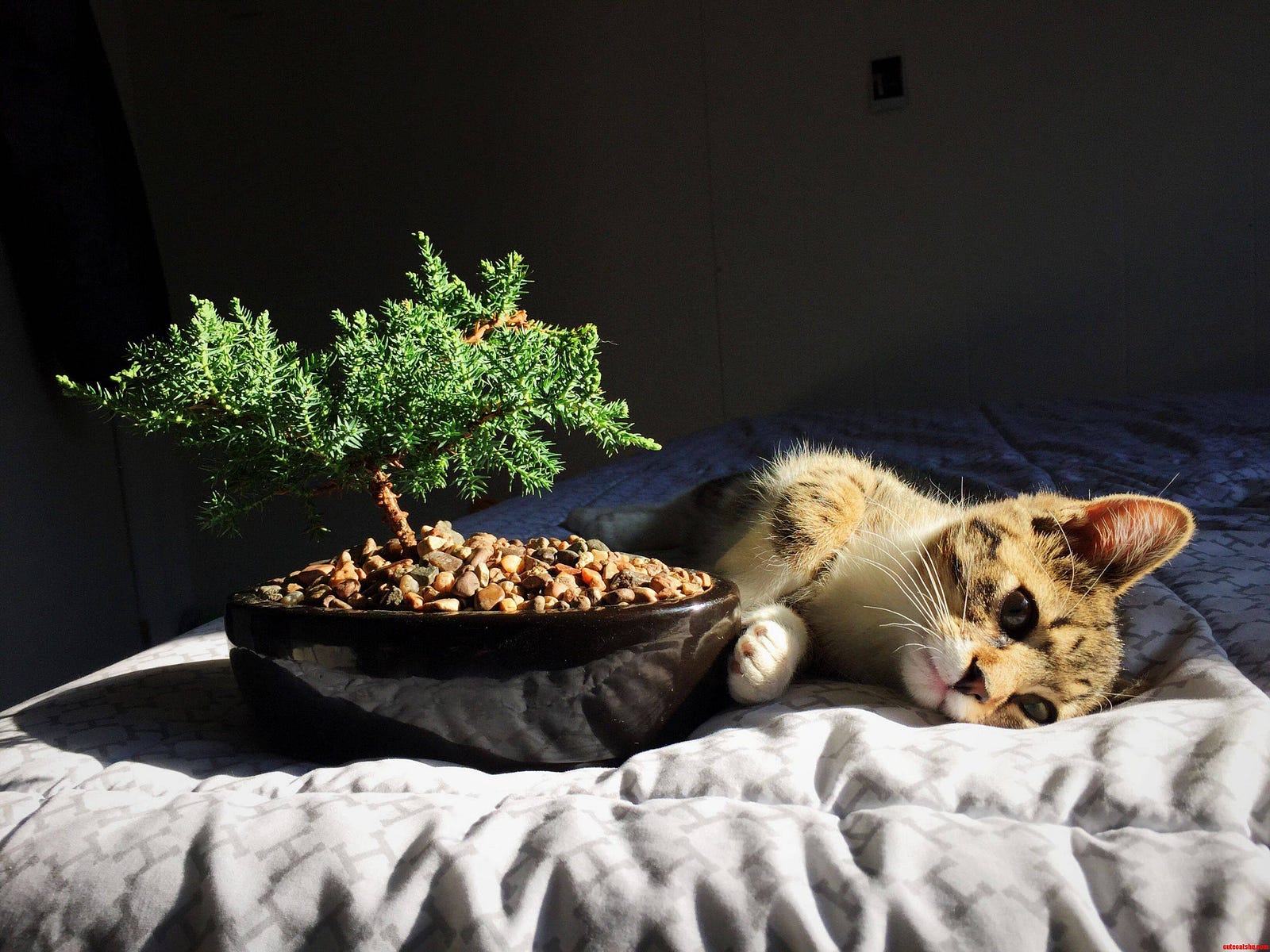 Cat Bonsai Masters Reveal Their Secrets Desiree Thomson Medium