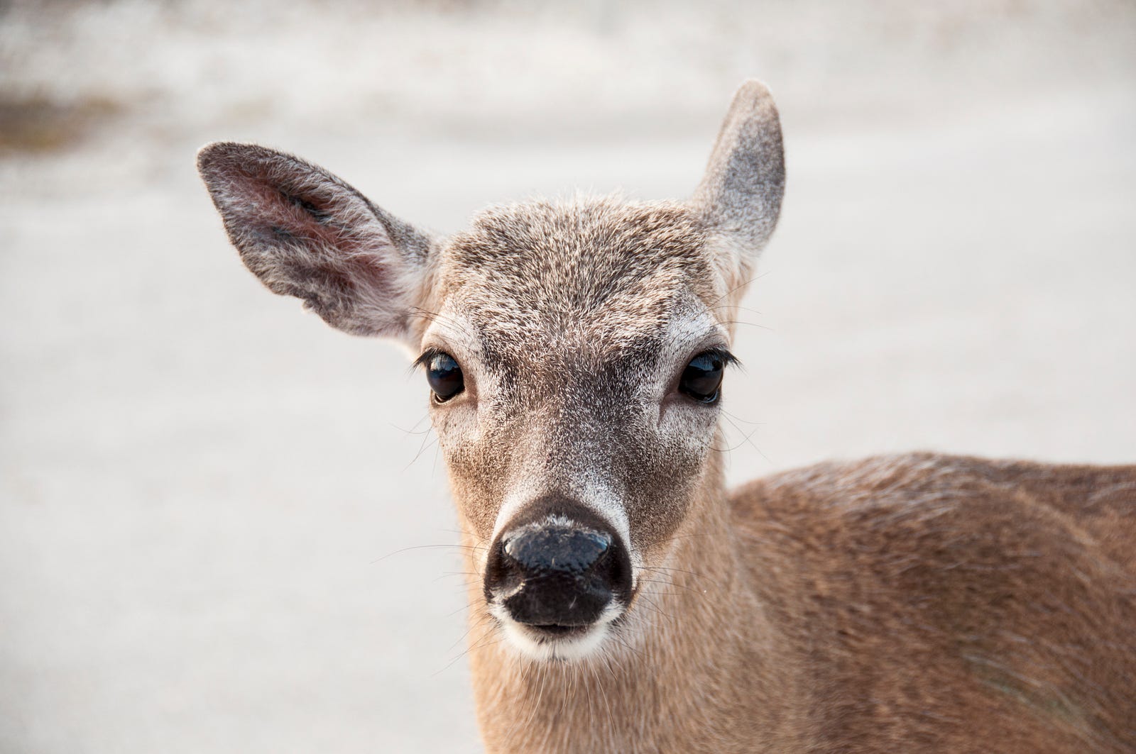 Protecting America’s Smallest Deer Updates from the U.S. Fish and
