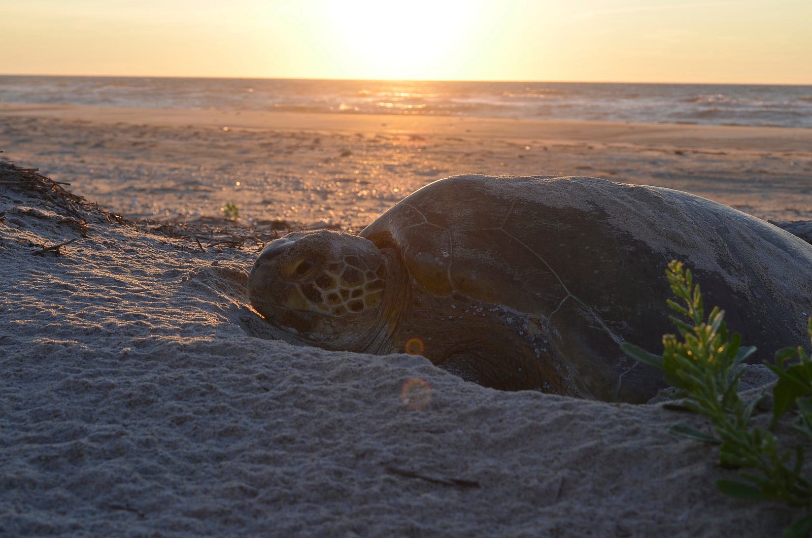 What You Can Do to Help Sea Turtles Updates from the U.S. Fish and