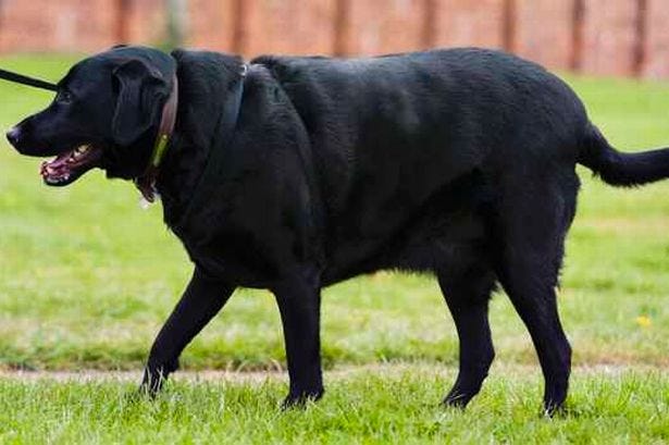 Look how fat he is; he’s so cute! Robyn — Canine Coach Medium