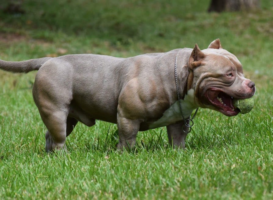 Everything You Need To Know About The Fastest Growing Dog Breed The