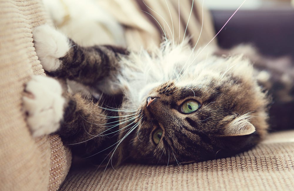 Common signs of stress in cats Chilled Cat Medium Common signs of stress in cats Chilled Cat Medium