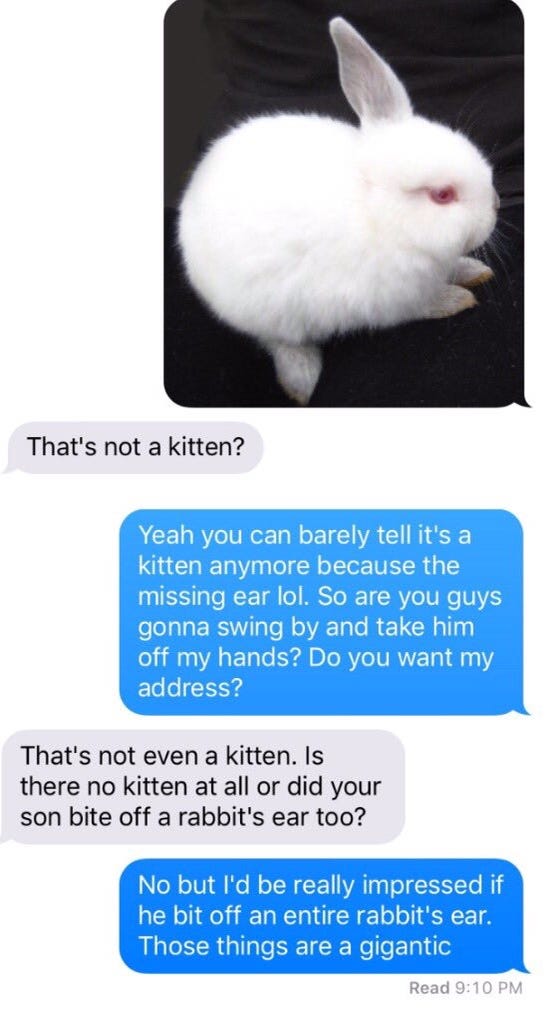 Kitten Chronicles The Psychological Effects Of Growing Up Kitten Chronicles The Psychological Effects Of Growing Up
