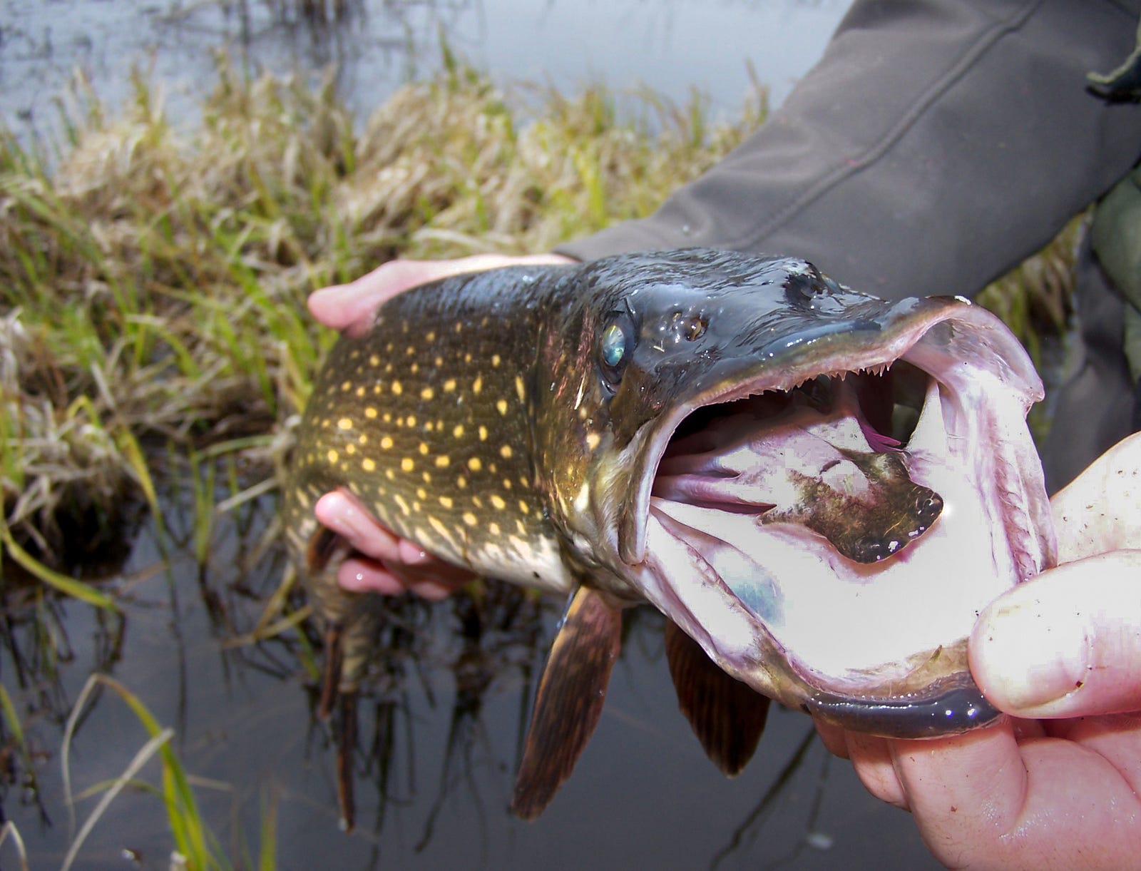 Everyone Loses Invasive Species in Alaska Updates from the U.S. Fish