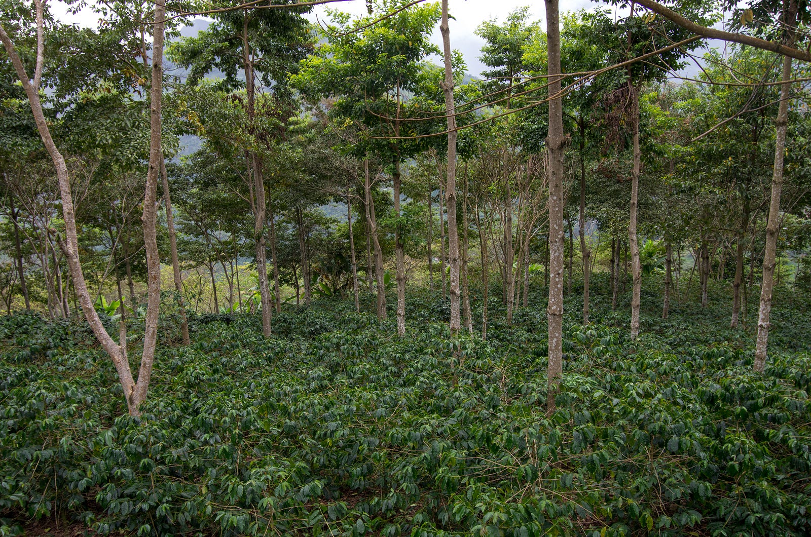Coffee Agroforestry in Peru Ally Coffee Medium