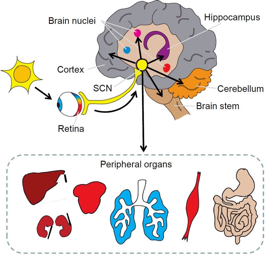 Aging, clocks and metabolism Advances in biological science Medium