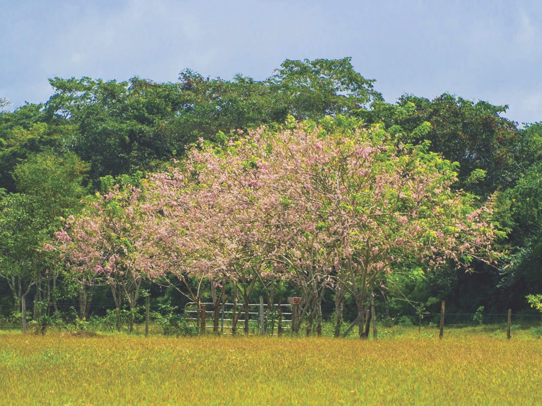 Gliricidia Sepium — Madre de Cacao A True Natures Gift — Madre de Cacao