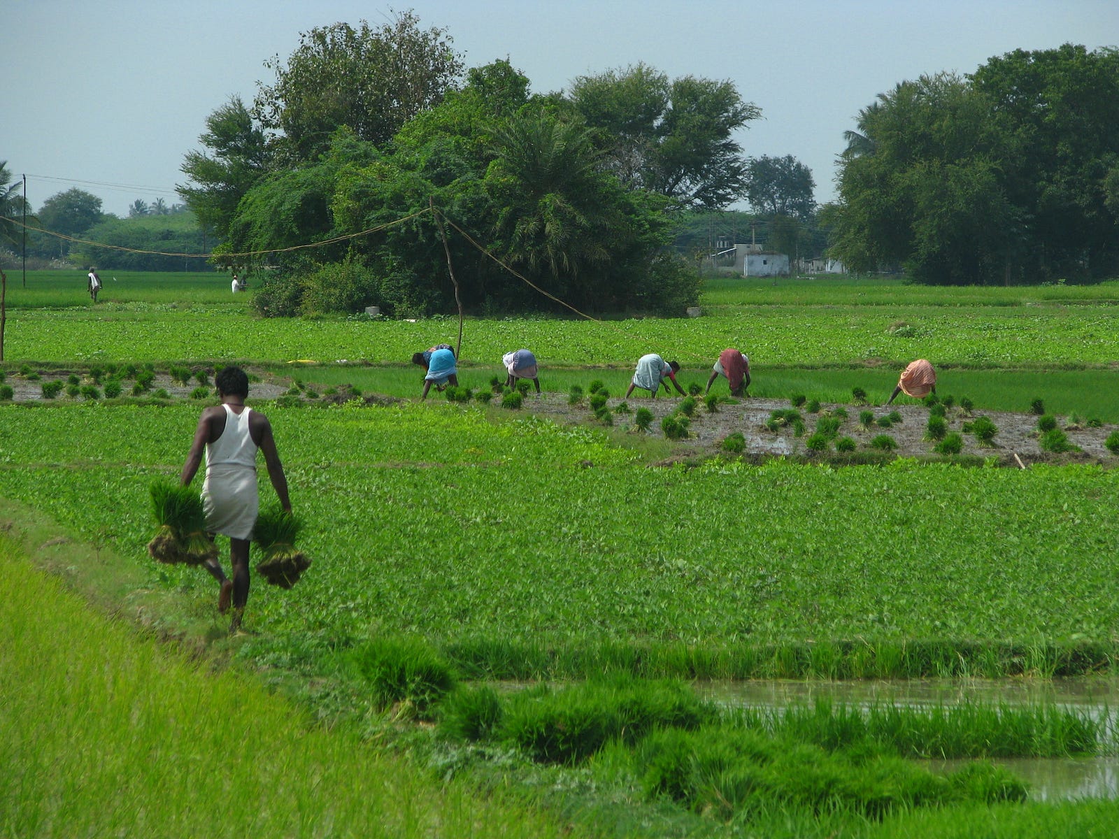Key to rural prosperity is in skilling agricultural workers Key to rural prosperity is in skilling agricultural workers