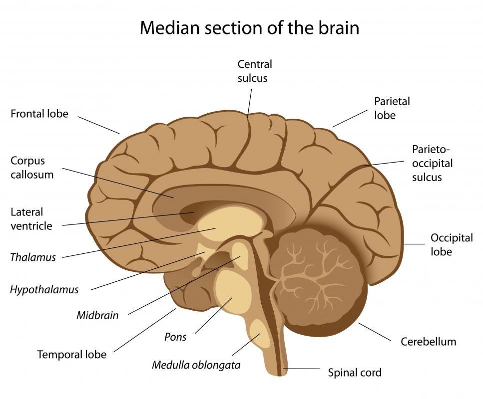 Lateral Hypothalamus ash willi Medium