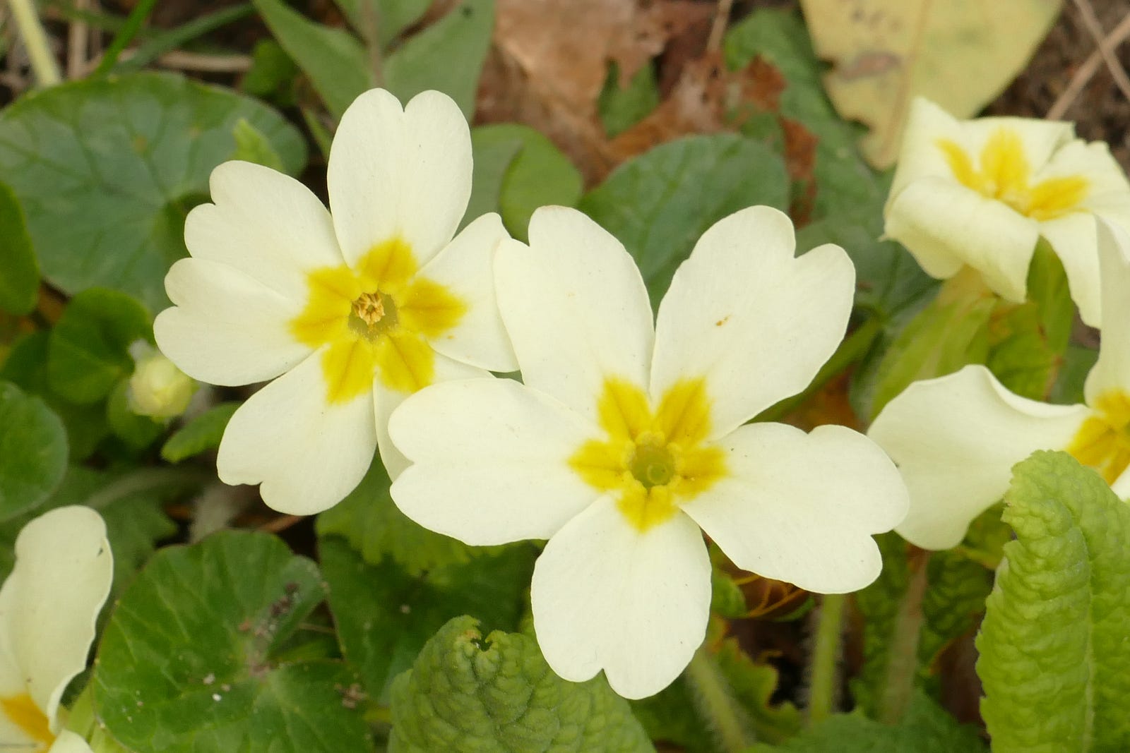Solving the mystery of primrose flowers Roots and Shoots Medium