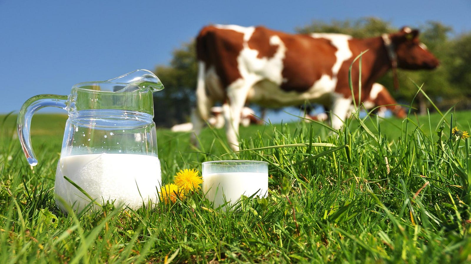 HEALTH BENIFITS OF COW MILK Godhan.in Godhan Medium