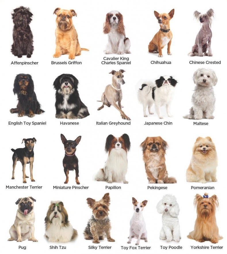 Build Your First Computer Vision Project — Dog Breed Classification