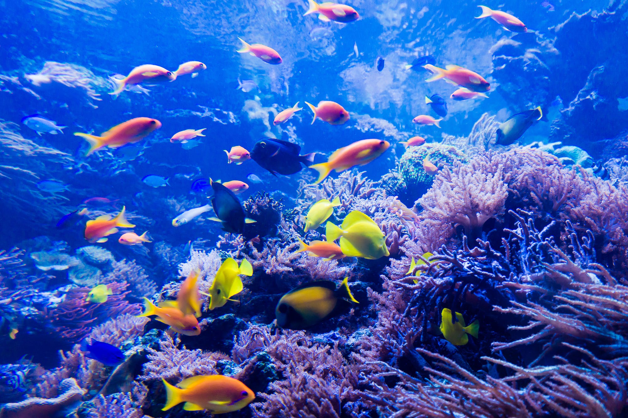 Aquatic Envato Medium