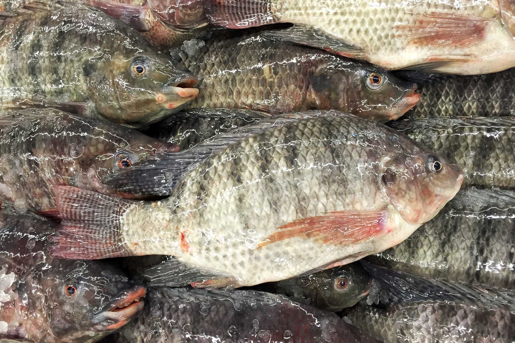 Aquaculture and tilapia a fish that may tip the balance