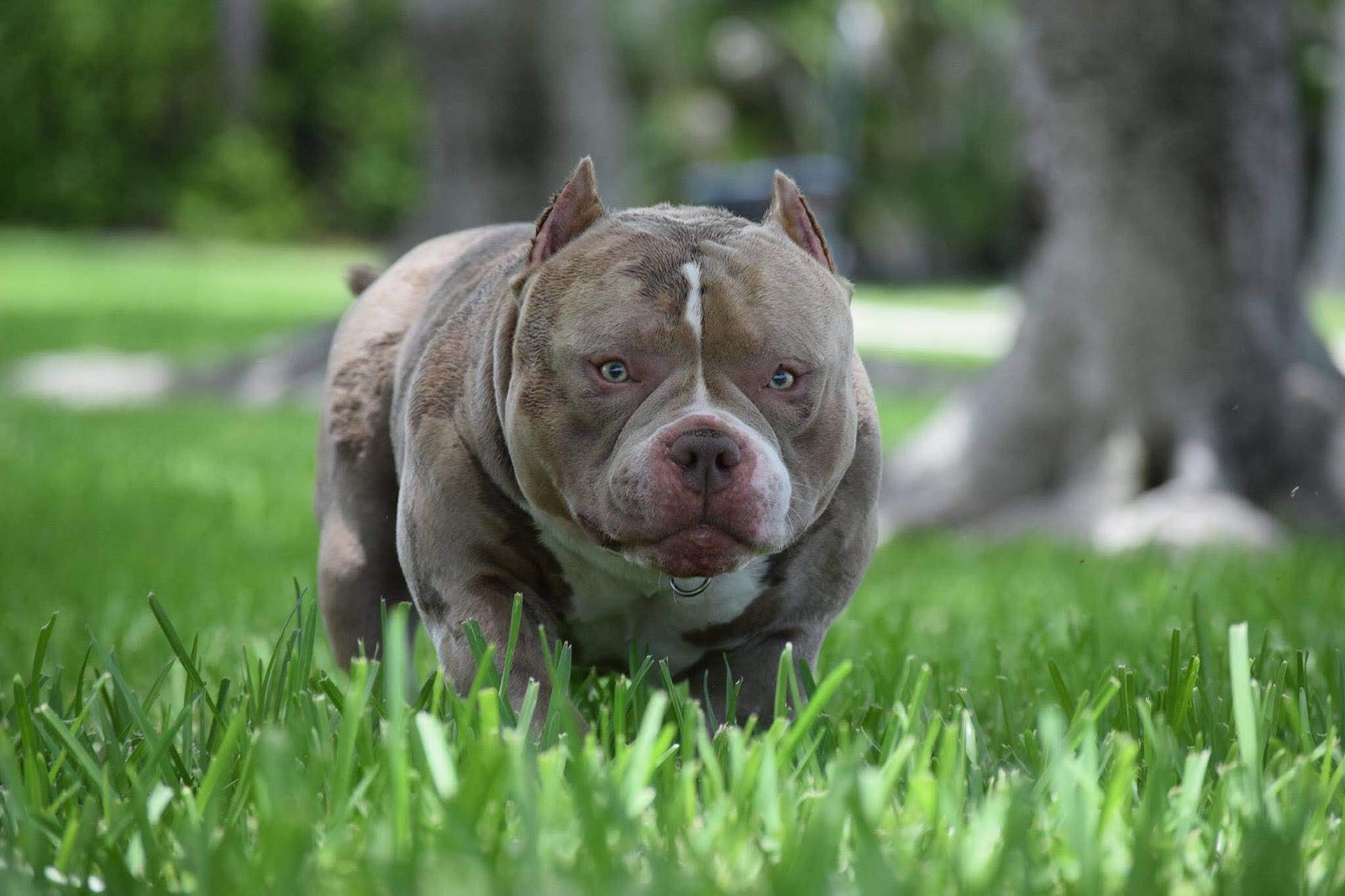TOP POCKET AMERICAN BULLY BREEDERS BULLY KING Magazine Medium
