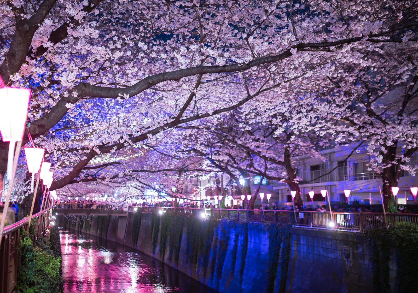 5 Best Cherry Blossom Festivals in Tokyo 2019 Japan Travel Guide JW