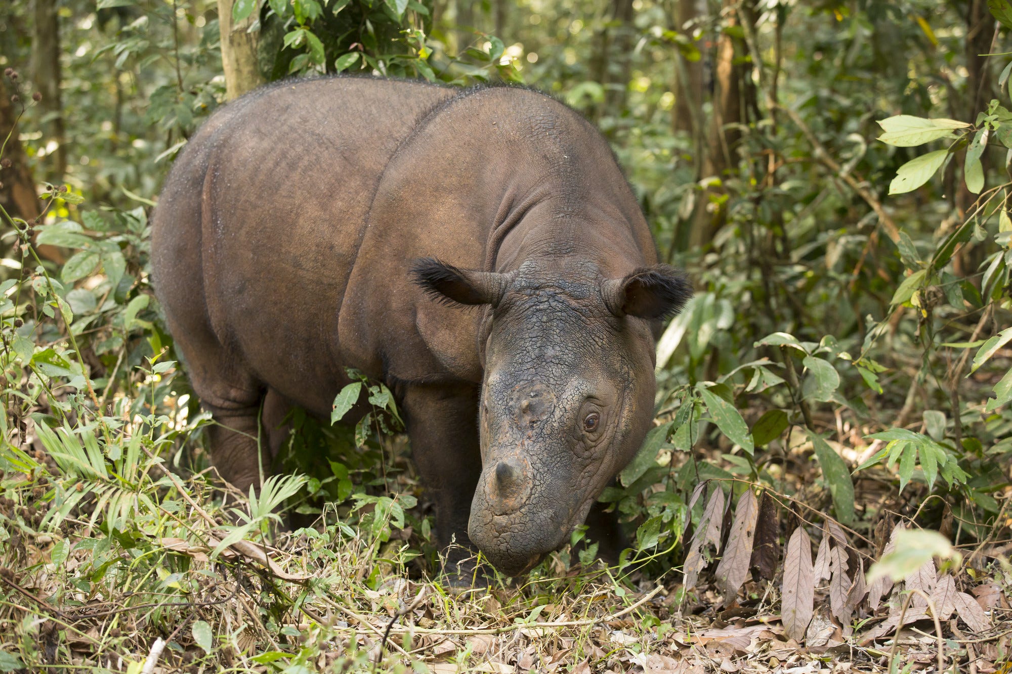 Why the world needs (good) zoos more than ever For the